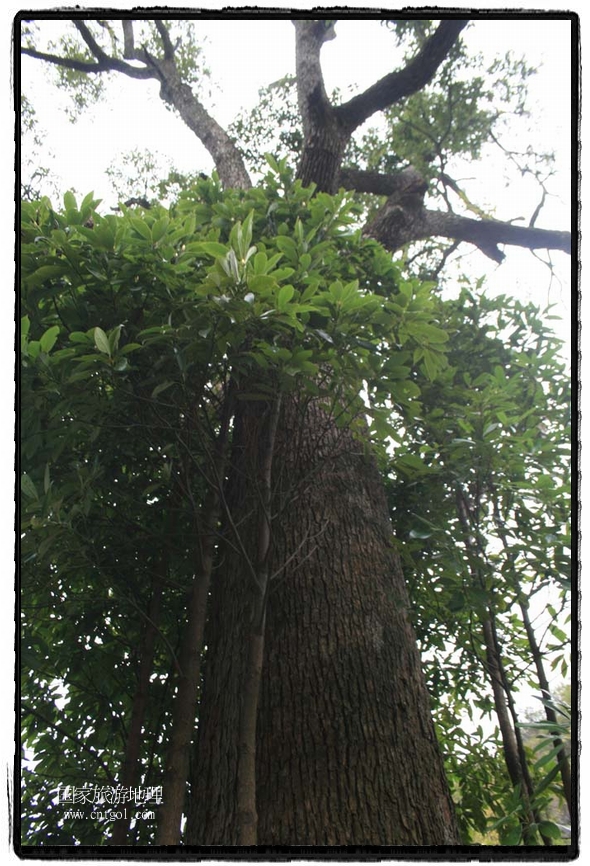 母樹(shù)周?chē)厣?4根仔樹(shù) 唐探峰攝