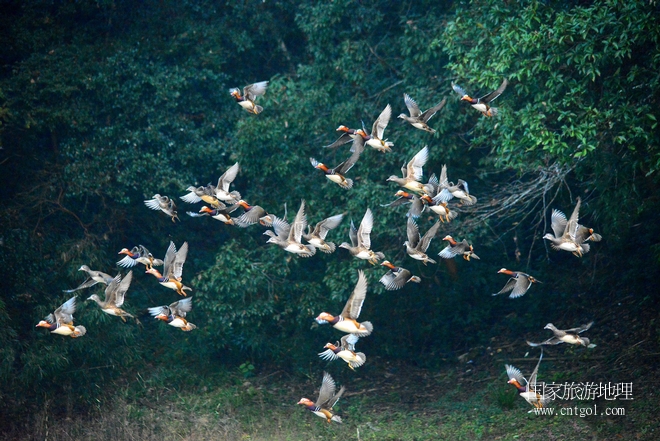 進入初冬，大批野生鴛鴦陸續(xù)飛抵江西婺源縣賦春鎮(zhèn)鴛鴦湖越冬，小精靈們在湖面上或相互依偎、卿卿我我；或隨波逐流、嬉戲打鬧，悠閑自在生活在青山綠水之間，優(yōu)良的水域和豐富的湖畔闊葉林，為鴛鴦過冬提供良好生存環(huán)境，婺源鴛鴦湖已成為亞洲最大的野生鴛鴦越冬棲息地。（攝于12月4日下午）