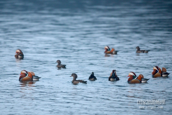 進入初冬，大批野生鴛鴦陸續(xù)飛抵江西婺源縣賦春鎮(zhèn)鴛鴦湖越冬，小精靈們在湖面上或相互依偎、卿卿我我；或隨波逐流、嬉戲打鬧，悠閑自在生活在青山綠水之間，優(yōu)良的水域和豐富的湖畔闊葉林，為鴛鴦過冬提供良好生存環(huán)境，婺源鴛鴦湖已成為亞洲最大的野生鴛鴦越冬棲息地。（攝于12月4日下午）