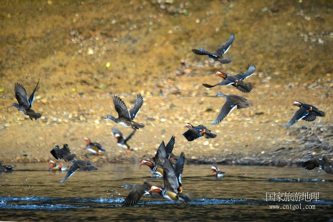 進入初冬，大批野生鴛鴦陸續(xù)飛抵江西婺源縣賦春鎮(zhèn)鴛鴦湖越冬，小精靈們在湖面上或相互依偎、卿卿我我；或隨波逐流、嬉戲打鬧，悠閑自在生活在青山綠水之間，優(yōu)良的水域和豐富的湖畔闊葉林，為鴛鴦過冬提供良好生存環(huán)境，婺源鴛鴦湖已成為亞洲最大的野生鴛鴦越冬棲息地。（攝于12月4日下午）