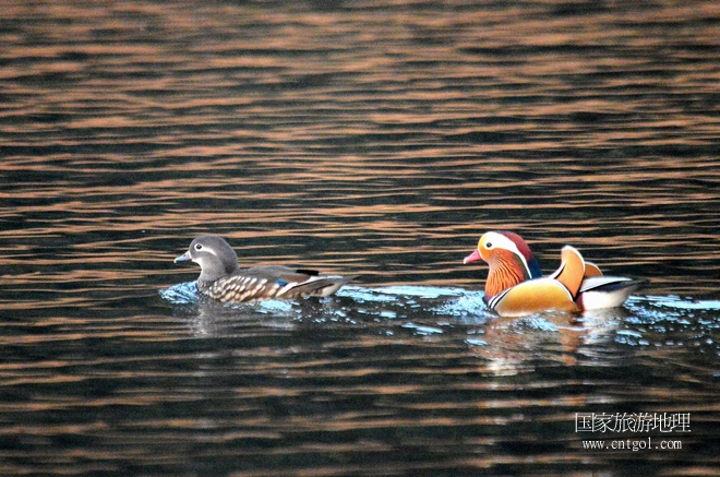 進入初冬，大批野生鴛鴦陸續(xù)飛抵江西婺源縣賦春鎮(zhèn)鴛鴦湖越冬，小精靈們在湖面上或相互依偎、卿卿我我；或隨波逐流、嬉戲打鬧，悠閑自在生活在青山綠水之間，優(yōu)良的水域和豐富的湖畔闊葉林，為鴛鴦過冬提供良好生存環(huán)境，婺源鴛鴦湖已成為亞洲最大的野生鴛鴦越冬棲息地。（攝于12月4日下午）